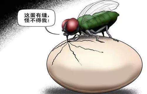 苍蝇对人类的启示