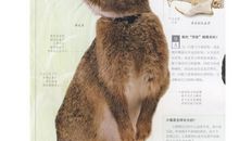 动物给我的启示