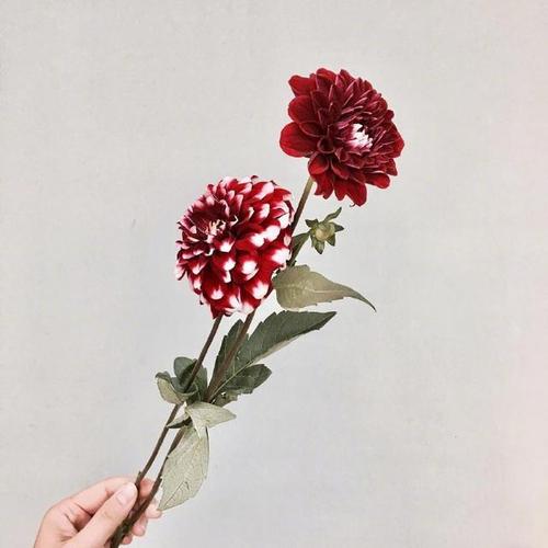 琼瑶的经典语录