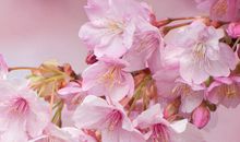 描写樱花的作文