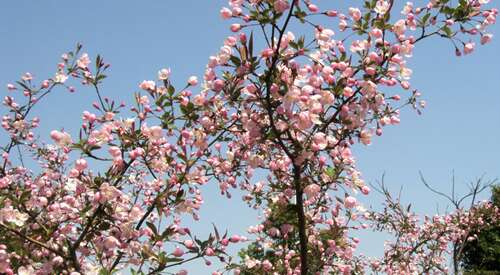 秋海棠花的组成