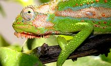 变色龙给人类的启示