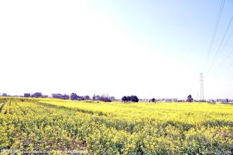 油菜籽成分500字