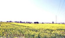 油菜花的作文500字