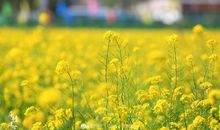 美丽的油菜花作文