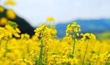 油菜花的作文300字