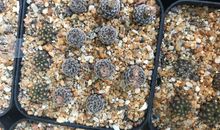 仙人掌观察日记