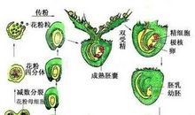 介绍花生的作文