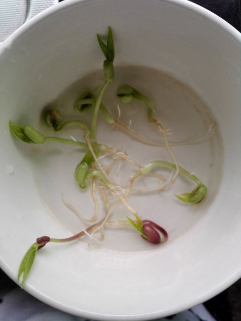 种植绿豆观察日记