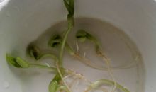 种绿豆观察日记