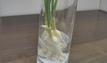 种蒜苗观察日记