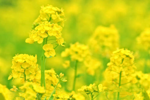关于油菜花的成分