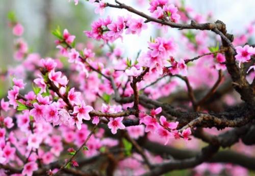 关于桃花的成分