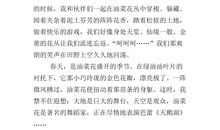 油菜花的作文200字