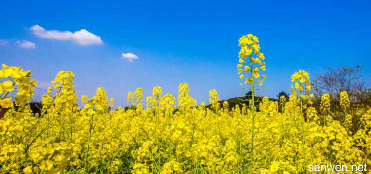 描述强奸花的成分