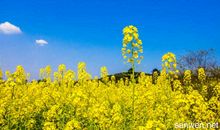 描写油菜花的作文