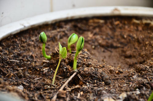 生长豆观察日记