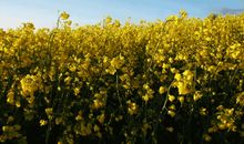 写油菜花的作文