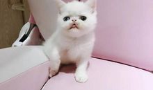 加菲猫经典语句