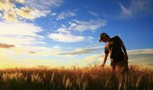 我的麦子熟了读后感