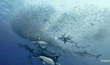 海底两万里读后感450字