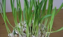 大蒜的观察日记