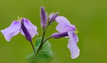 季羡林二月兰读后感