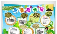 豆芽生长观察日记