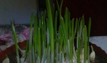 蒜苗的观察日记