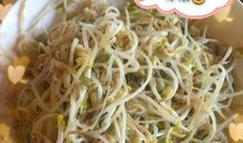 发豆芽观察日记