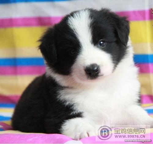 智能狗作文500字