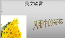 《风雨中的菊花》读后感