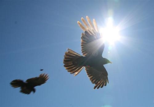 我想飞更高的构图600字