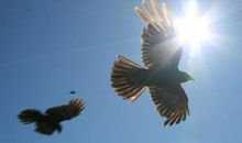 我要飞得更高作文600字