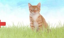 观察一种小动物