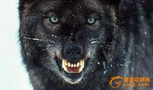 我眼中的狼作文