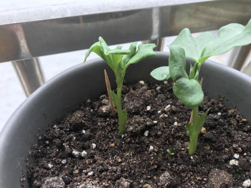 观察植物的日记