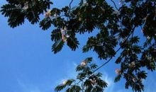 史铁生合欢树读后感