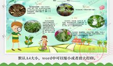 小学生植物观察日记