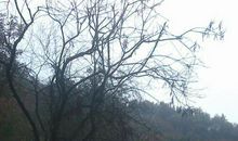 八公山森林公园作文