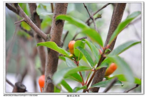 冬季的一缕阳光800字