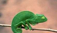 文章变色龙读后感