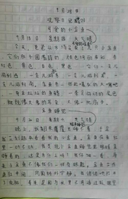 我老师的作文350字