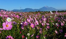 春天的花的作文