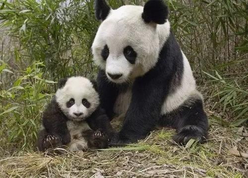 可爱的熊猫组成