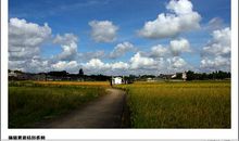 夏天的田野作文