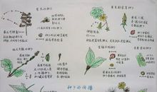 描写植物的日记