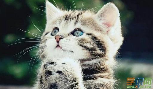 可爱的小猫组成