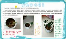 植物的生长过程日记