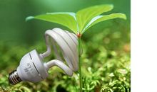 友情是一株生长缓慢的植物